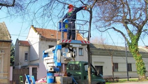 ЛЕПА АКЦИЈА СОМБОРСКОГ ЈКП „ЗЕЛЕНИЛО“: Орезују дрвореде у граду зеленила (ФОТО) ЛЕПА АКЦИЈА СОМБОРСКОГ ЈКП „ЗЕЛЕНИЛО“: Орезују дрвореде у граду зеленила (ФОТО)