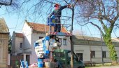 LEPA AKCIJA SOMBORSKOG JKP „ZELENILO“: Orezuju drvorede u gradu zelenila (FOTO) LEPA AKCIJA SOMBORSKOG JKP „ZELENILO“: Orezuju drvorede u gradu zelenila (FOTO)