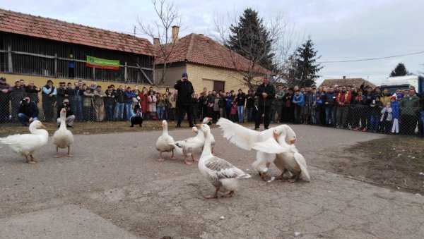 ГУСАК БАТАК У ФИНАЛУ УДАРА НА ЖИВУ: У недељу се у Мокрину одржава Гусанијада, 35. надметање гускова ГУСАК БАТАК У ФИНАЛУ УДАРА НА ЖИВУ: У недељу се у Мокрину одржава Гусанијада, 35. надметање гускова
