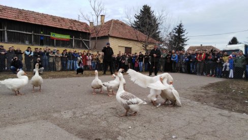 ГУСАК БАТАК У ФИНАЛУ УДАРА НА ЖИВУ: У недељу се у Мокрину одржава Гусанијада, 35. надметање гускова ГУСАК БАТАК У ФИНАЛУ УДАРА НА ЖИВУ: У недељу се у Мокрину одржава Гусанијада, 35. надметање гускова