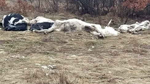 PANIKA KOD LIVNA: Uginule krave istovarene u blizini srpskog sela, meštani strahuju od pojave zaraze PANIKA KOD LIVNA: Uginule krave istovarene u blizini srpskog sela, meštani strahuju od pojave zaraze