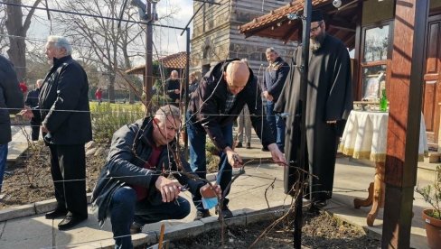 TRI VINOGRADA U KRUŠEVCU: Nastavljeno orezivanje svete loze s Hilandara u Srbiji TRI VINOGRADA U KRUŠEVCU: Nastavljeno orezivanje svete loze s Hilandara u Srbiji