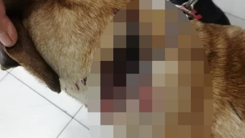 ИЗБОДЕНИ ПАС СЕ ОПОРАВЉА: Против власнице поднета кривична пријава ИЗБОДЕНИ ПАС СЕ ОПОРАВЉА: Против власнице поднета кривична пријава