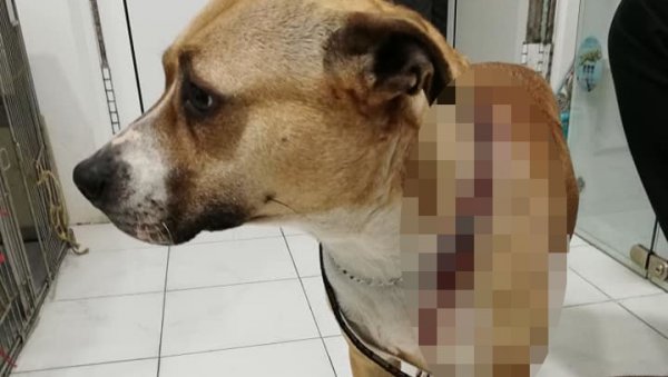 ЖЕНА ИСКАСАПИЛА ПСА У ЈАГОДИНИ: Из непознатог разлога га избола ножем - одмах приведена (УЗНЕМИРУЈУЋЕ ФОТОГРАФИЈЕ) ЖЕНА ИСКАСАПИЛА ПСА У ЈАГОДИНИ: Из непознатог разлога га избола ножем - одмах приведена (УЗНЕМИРУЈУЋЕ ФОТОГРАФИЈЕ)