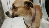 ЖЕНА ИСКАСАПИЛА ПСА У ЈАГОДИНИ: Из непознатог разлога га избола ножем - одмах приведена (УЗНЕМИРУЈУЋЕ ФОТОГРАФИЈЕ)