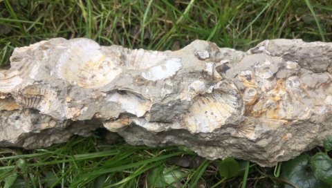 НАЂЕНЕ ШКОЉКЕ ИЗ ПАНОНСКОГ МОРА: Код Смедерева пронађене кокине стене НАЂЕНЕ ШКОЉКЕ ИЗ ПАНОНСКОГ МОРА: Код Смедерева пронађене кокине стене