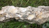 НАЂЕНЕ ШКОЉКЕ ИЗ ПАНОНСКОГ МОРА: Код Смедерева пронађене кокине стене НАЂЕНЕ ШКОЉКЕ ИЗ ПАНОНСКОГ МОРА: Код Смедерева пронађене кокине стене