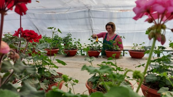 ДА СЕ ВРШАЦ РАСЦВЕТА: Ускоро ће 30.000 садница да украси тргове и јавне зелене површине ДА СЕ ВРШАЦ РАСЦВЕТА: Ускоро ће 30.000 садница да украси тргове и јавне зелене површине