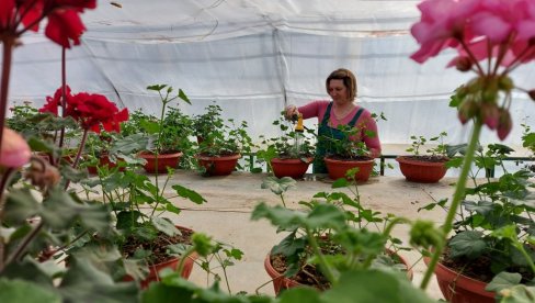 ДА СЕ ВРШАЦ РАСЦВЕТА: Ускоро ће 30.000 садница да украси тргове и јавне зелене површине ДА СЕ ВРШАЦ РАСЦВЕТА: Ускоро ће 30.000 садница да украси тргове и јавне зелене површине