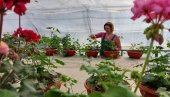 ДА СЕ ВРШАЦ РАСЦВЕТА: Ускоро ће 30.000 садница да украси тргове и јавне зелене површине ДА СЕ ВРШАЦ РАСЦВЕТА: Ускоро ће 30.000 садница да украси тргове и јавне зелене површине