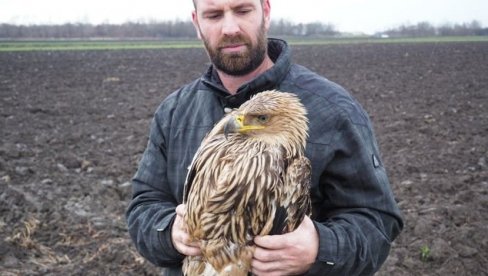 ОЛОВО УБИЛО ОРЛА КРСТАША СА СРПСКОГ ГРБА: Рендген показао да је у себи имао предмете налик на сачму ОЛОВО УБИЛО ОРЛА КРСТАША СА СРПСКОГ ГРБА: Рендген показао да је у себи имао предмете налик на сачму