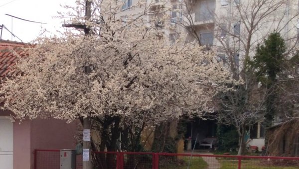 НАЈАВА ПРОЛЕЋА У ПОЖАРЕВЦУ: Центар града процветао и поред хладног времена (ФОТО) НАЈАВА ПРОЛЕЋА У ПОЖАРЕВЦУ: Центар града процветао и поред хладног времена (ФОТО)