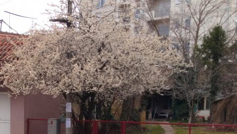 NAJAVA PROLEĆA U POŽAREVCU: Centar grada procvetao i pored hladnog vremena (FOTO) NAJAVA PROLEĆA U POŽAREVCU: Centar grada procvetao i pored hladnog vremena (FOTO)
