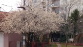 НАЈАВА ПРОЛЕЋА У ПОЖАРЕВЦУ: Центар града процветао и поред хладног времена (ФОТО) НАЈАВА ПРОЛЕЋА У ПОЖАРЕВЦУ: Центар града процветао и поред хладног времена (ФОТО)