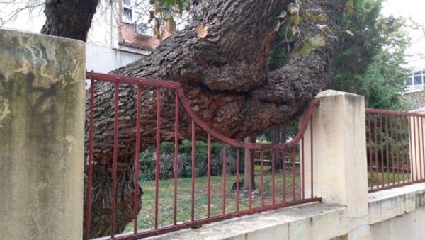 ПОСЕЧЕНО ЈОШ ЈЕДНО СТАБЛО У ПОЖАРЕВЦУ: Нема више старог дуда код Дома здравља ПОСЕЧЕНО ЈОШ ЈЕДНО СТАБЛО У ПОЖАРЕВЦУ: Нема више старог дуда код Дома здравља