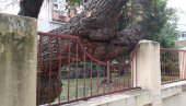 ПОСЕЧЕНО ЈОШ ЈЕДНО СТАБЛО У ПОЖАРЕВЦУ: Нема више старог дуда код Дома здравља ПОСЕЧЕНО ЈОШ ЈЕДНО СТАБЛО У ПОЖАРЕВЦУ: Нема више старог дуда код Дома здравља