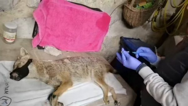 СПАШЕНА ЖЕНКА ШАКАЛА: Удружењу пријављено да је примећена повређена лисица, када су дошли на терен доживели су право изненађење СПАШЕНА ЖЕНКА ШАКАЛА: Удружењу пријављено да је примећена повређена лисица, када су дошли на терен доживели су право изненађење