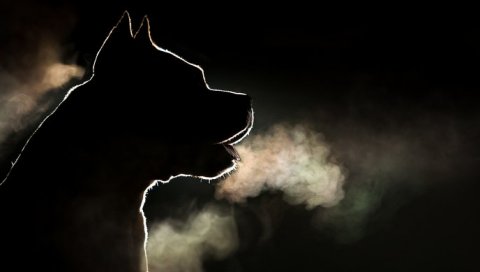 КОМШИЈСКИ ПИТБУЛ РАСТРГАО ДЕВОЈЧИЦУ! Пас ујео девојчицу за руке, а затим и стомак, једва га одвојили КОМШИЈСКИ ПИТБУЛ РАСТРГАО ДЕВОЈЧИЦУ! Пас ујео девојчицу за руке, а затим и стомак, једва га одвојили