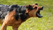 HOROR U RAŠKOJ: Nahuškao psa da napada sugrađane, besna životinja kidisala na ljude