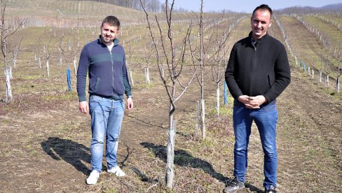 ШЉИВА ПОСТАЈЕ МАЈЕВИЧКО ЗЛАТО: Општина Лопаре последњих година улаже у туризам, али све више и у воћарску производњу и нове погоне ШЉИВА ПОСТАЈЕ МАЈЕВИЧКО ЗЛАТО: Општина Лопаре последњих година улаже у туризам, али све више и у воћарску производњу и нове погоне