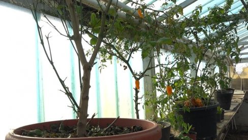 TROPSKI SOKOVI LJUTOG ZAČINA: Somborac Davor Demonja uzgaja više vrsta paprika TROPSKI SOKOVI LJUTOG ZAČINA: Somborac Davor Demonja uzgaja više vrsta paprika