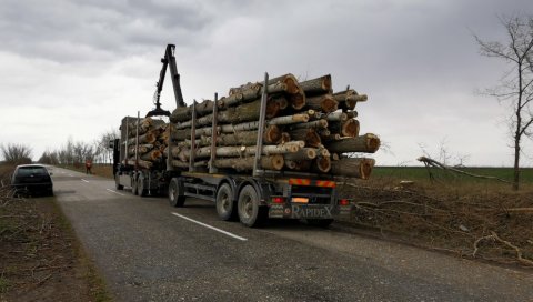 ДРВОРЕД ШТИТИО, ПА ЗАСМЕТАО: Негодовање грађана због сече ветрозаштитног појаса дуж пута између Фекетића и Врбаса ДРВОРЕД ШТИТИО, ПА ЗАСМЕТАО: Негодовање грађана због сече ветрозаштитног појаса дуж пута између Фекетића и Врбаса