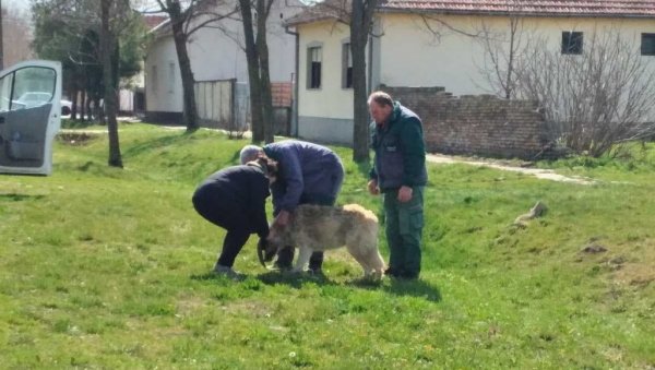 УСПЕШНА АКЦИЈА: Пси луталице склоњени са улице у Житишту УСПЕШНА АКЦИЈА: Пси луталице склоњени са улице у Житишту