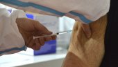 НОВА СТРАТЕГИЈА ИМУНИЗАЦИЈЕ У СЛОВЕНИЈИ: За опорављање од ковида само једна доза вакцине НОВА СТРАТЕГИЈА ИМУНИЗАЦИЈЕ У СЛОВЕНИЈИ: За опорављање од ковида само једна доза вакцине
