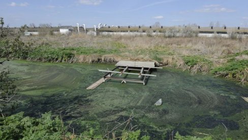 UGINULE SVINJE SU ZATRPALI ZEMLJOM: Reporteri Novosti na deponiji životinjskog otpada u Kovilovu UGINULE SVINJE SU ZATRPALI ZEMLJOM: Reporteri Novosti na deponiji životinjskog otpada u Kovilovu