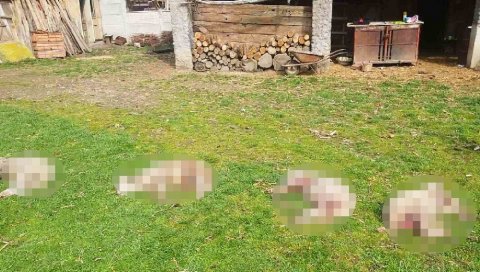 (УЗНЕМИРУЈУЋУ ФОТО) КРВАВИ ПИР У ДВОРИШТУ СТАНОЈЕВИЋА: Чопор паса убио четири јагњета, два тешко повредио (УЗНЕМИРУЈУЋУ ФОТО) КРВАВИ ПИР У ДВОРИШТУ СТАНОЈЕВИЋА: Чопор паса убио четири јагњета, два тешко повредио