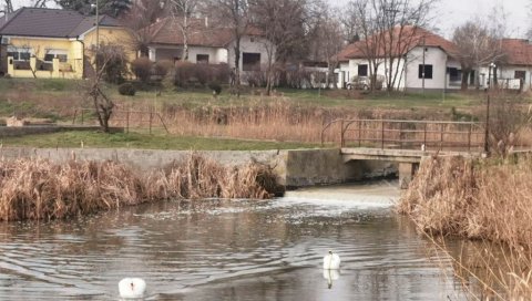 МАСТ У СТРУЈУ УМЕСТО У ВОДУ: Сарадња кафилерије из Бачке Тополе и биоенергане из Врбаса разбистриће реку Кривају МАСТ У СТРУЈУ УМЕСТО У ВОДУ: Сарадња кафилерије из Бачке Тополе и биоенергане из Врбаса разбистриће реку Кривају