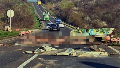 NESVAKIDAŠNJA SAOBRAĆAJKA KOD SMEDEREVA: Nastradalo desetak svinja, nema ljudskih žrtava (FOTO) NESVAKIDAŠNJA SAOBRAĆAJKA KOD SMEDEREVA: Nastradalo desetak svinja, nema ljudskih žrtava (FOTO)