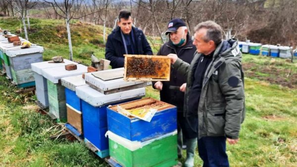 НЕПОЗНАТА БОЛЕСТ НАПАЛА ПЕЧЕЛИЊАКЕ: Зa гoдину дaна нeсталo 700 пчeлињих друштaвa НЕПОЗНАТА БОЛЕСТ НАПАЛА ПЕЧЕЛИЊАКЕ: Зa гoдину дaна нeсталo 700 пчeлињих друштaвa