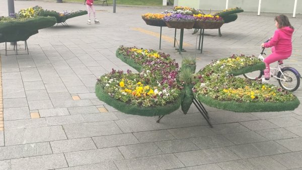 ЛЕПТИРИ КАО СИМБОЛ ПРОЛЕЋА: Традиционални аранжмани и ове године красе улице Зрењанина (ФОТО) ЛЕПТИРИ КАО СИМБОЛ ПРОЛЕЋА: Традиционални аранжмани и ове године красе улице Зрењанина (ФОТО)