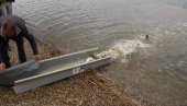 РАЈ ЗА СПОРТСКЕ РИБОЛОВЦЕ: Настављено порибљавање Бачкотополског језера РАЈ ЗА СПОРТСКЕ РИБОЛОВЦЕ: Настављено порибљавање Бачкотополског језера