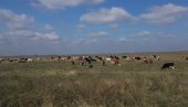 У ПОНУДИ ОКО 51 ХЕКТАР: У Кикинди је расписан оглас за издавање у закуп пољопривредног земљишта у јавној својини