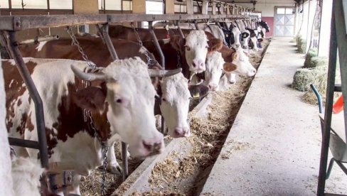 POLJOPRIVREDA VIŠE NEĆE BITI ISTA: Ukrajinci pokrenuli zver od 60 robota u stočarstvu