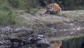 ТИГАР НАПАО ТРИ РАДНИКА САФАРИ ПАРКА: Једном откинуо руку, истрага у току ТИГАР НАПАО ТРИ РАДНИКА САФАРИ ПАРКА: Једном откинуо руку, истрага у току
