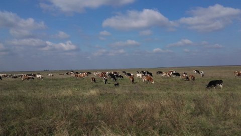У ЗАКУП НУДЕ 50 ХЕКТАРА ОРАНИЦА И ПАШЊАКА: Кикинда расписала оглас за издавање пољопривредног земљишта у јавној својини У ЗАКУП НУДЕ 50 ХЕКТАРА ОРАНИЦА И ПАШЊАКА: Кикинда расписала оглас за издавање пољопривредног земљишта у јавној својини