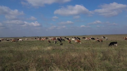 У ЗАКУП НУДЕ 50 ХЕКТАРА ОРАНИЦА И ПАШЊАКА: Кикинда расписала оглас за издавање пољопривредног земљишта у јавној својини У ЗАКУП НУДЕ 50 ХЕКТАРА ОРАНИЦА И ПАШЊАКА: Кикинда расписала оглас за издавање пољопривредног земљишта у јавној својини