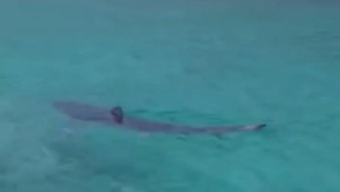 ŠOK PRIZOR U GRČKOJ: Ajkula se brčka u plićaku (VIDEO) ŠOK PRIZOR U GRČKOJ: Ajkula se brčka u plićaku (VIDEO)