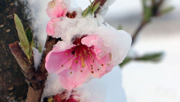 ВОЋКЕ ТРЕБА НЕГОВАТИ И ЗИМИ: Зашто је зимски период у воћњаку кључан за наредну сезону