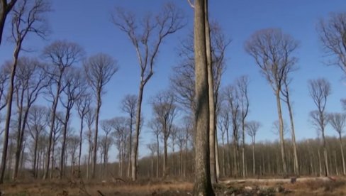 САВРШЕНО ДРВО ЗА НОТР ДАМ: У обнови ће се користити храстови чији кубик кошта 1.000 евра (ФОТО) САВРШЕНО ДРВО ЗА НОТР ДАМ: У обнови ће се користити храстови чији кубик кошта 1.000 евра (ФОТО)