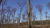 ПОСАЂЕНО 1.200 СТАБАЛА ХРАСТА ЛУЖЊАКА: Акција Друштва за заштиту и проучавање птица ПОСАЂЕНО 1.200 СТАБАЛА ХРАСТА ЛУЖЊАКА: Акција Друштва за заштиту и проучавање птица
