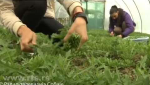 КИЛОГРАМ ОВЕ БИЉКЕ КОШТА И ДО 2.000 ДИНАРА: Млада Ваљевка прода све, до последњег листа КИЛОГРАМ ОВЕ БИЉКЕ КОШТА И ДО 2.000 ДИНАРА: Млада Ваљевка прода све, до последњег листа