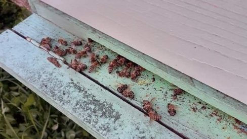 APEL NA VOĆARE: Ne prskajte voće dok cveta, ubijate pčele, a možete platiti i kaznu APEL NA VOĆARE: Ne prskajte voće dok cveta, ubijate pčele, a možete platiti i kaznu