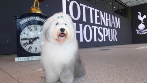 KANTE SA BOJOM OSTAVITE U TROFEJNE VITRINE, TAMO IMA MESTA Novi sponzor Totenhema sprdao londonski klub zbog manjka trofeja (FOTO) KANTE SA BOJOM OSTAVITE U TROFEJNE VITRINE, TAMO IMA MESTA Novi sponzor Totenhema sprdao londonski klub zbog manjka trofeja (FOTO)