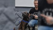 ОВО ЈЕ ПАС КОЈЕГ ЈЕ МЛАДИЋ ХТЕО ЖИВОГ ДА ПОЈЕДЕ: Мешанац збринут - сада чека на свој нови дом!