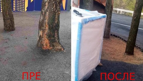 UKLONJEN ASFALT OKO TRI STABLA: Posle skandala na Miljakovcu odreagovala inspekcija, drveće oslobođeno UKLONJEN ASFALT OKO TRI STABLA: Posle skandala na Miljakovcu odreagovala inspekcija, drveće oslobođeno