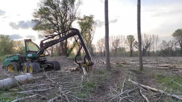 НЕМА РАЗЛОГА ЗА БРИГУ: Из Србијашума поручују - сеча преко пута Земуна по плану, на јесен садња нових топола НЕМА РАЗЛОГА ЗА БРИГУ: Из Србијашума поручују - сеча преко пута Земуна по плану, на јесен садња нових топола